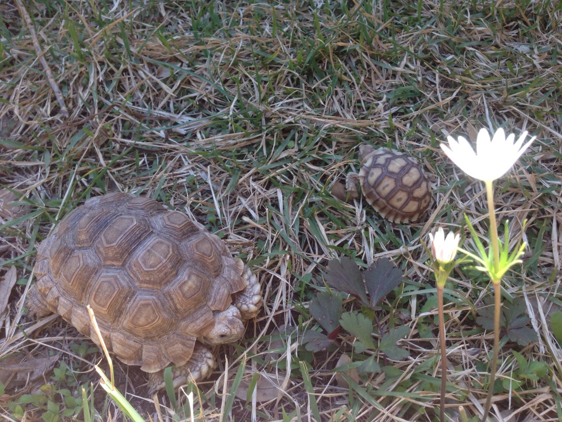 Tortoises and Flowers