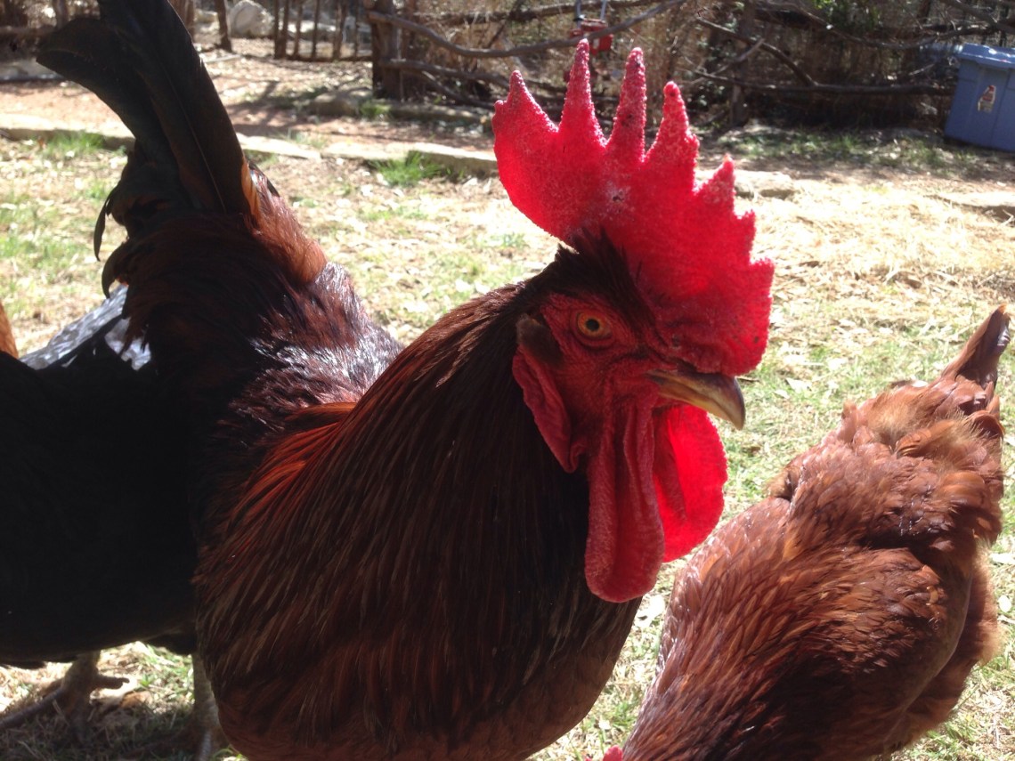 Red Rooster