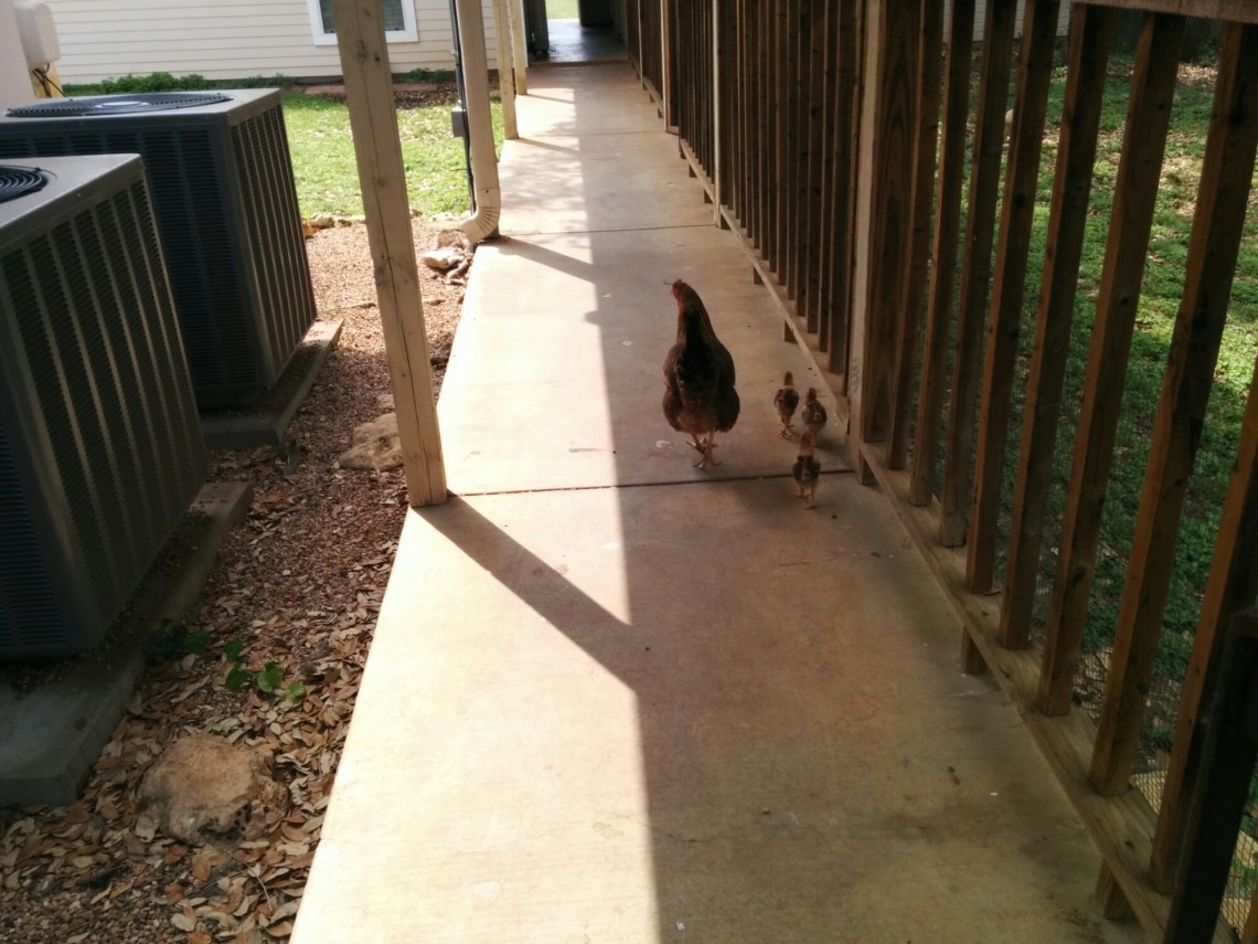 IMG_20140427_112132.jpg image