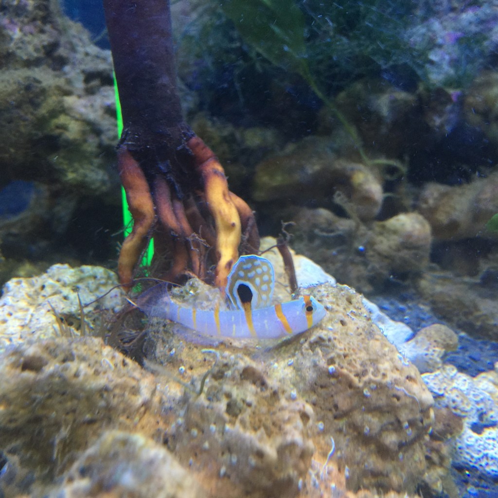 Orange Stripe Prawn Goby