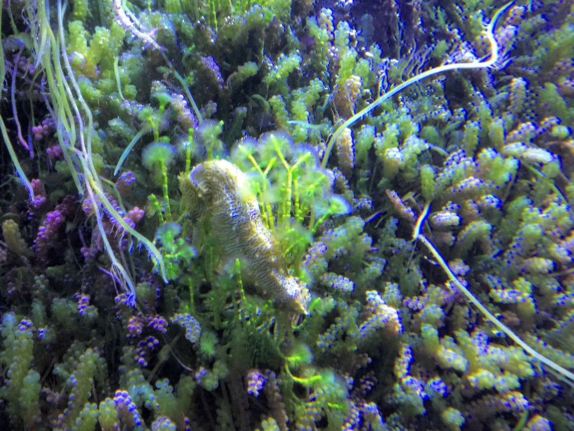 A seahorse hanging out in macroalgae