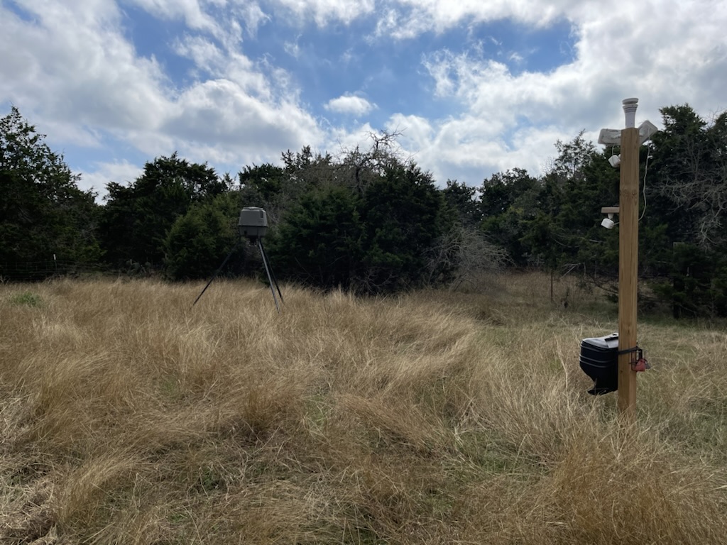 A no-mow area covered in tall grass