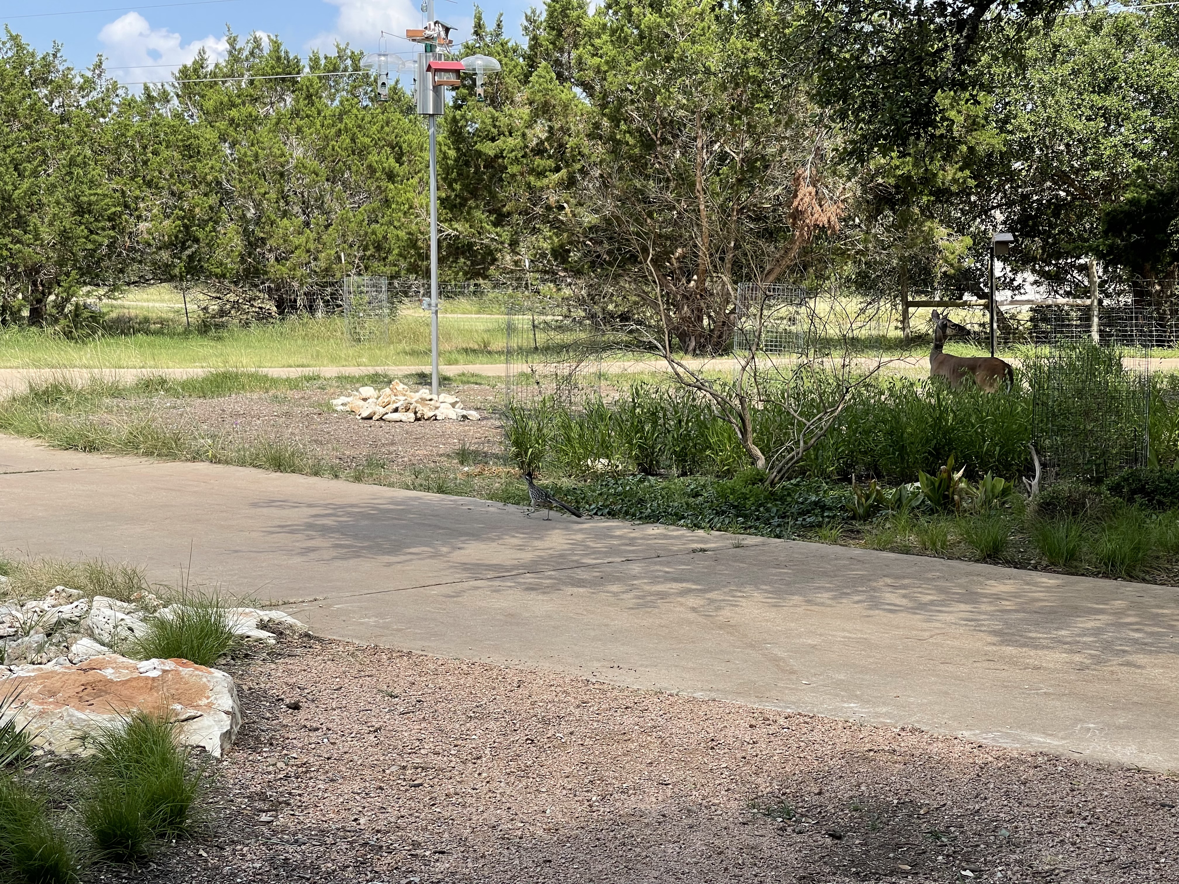 A roadrunner crosses the driveway