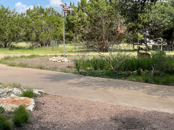 A roadrunner crosses the driveway