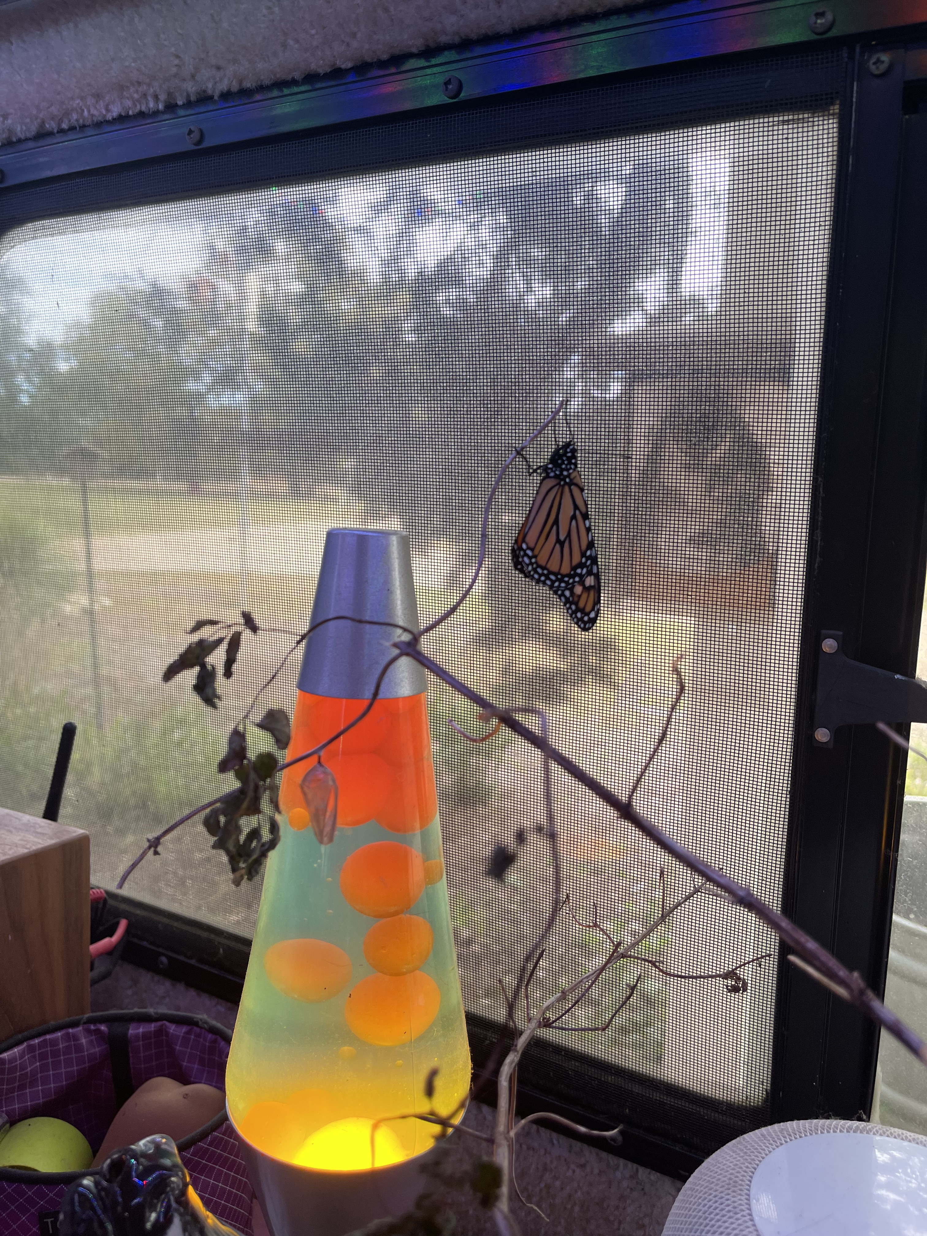 Monarch butterfly hanging from branch above a lava lamp